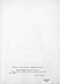 Microsphaera lonicerae image